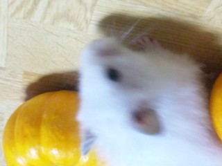 SH3J0805.jpg